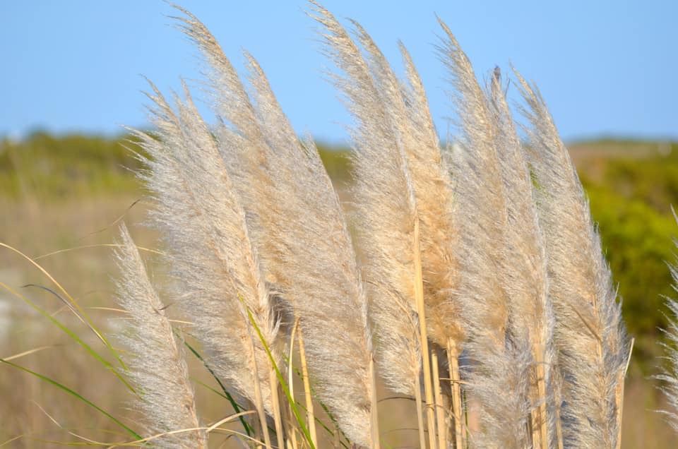 Grass Photo taken by Jayme Fleming