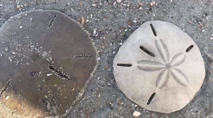 Sand Dollars