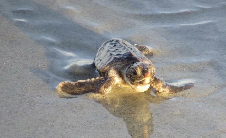Baby Turtle Taken by Kelly Taylor