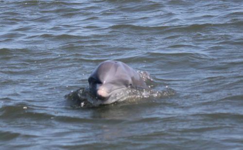 Dolphin Taken by A. Marian