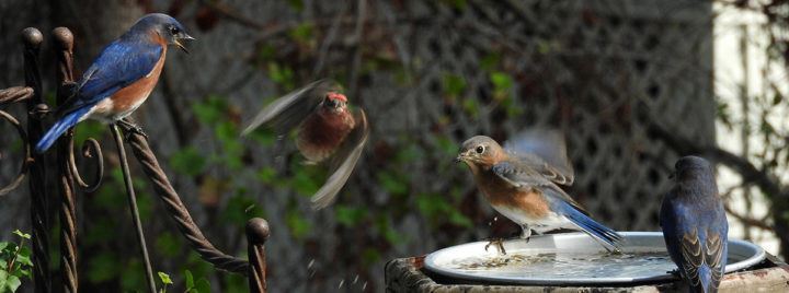 Birds Taken by Sally Work